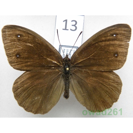 Satyrus ferula (Fabricius, 1793) Croatia13